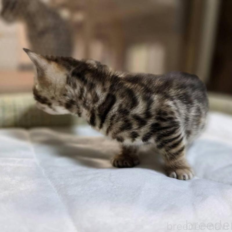 販売中の神奈川県のベンガル-135643の24枚目