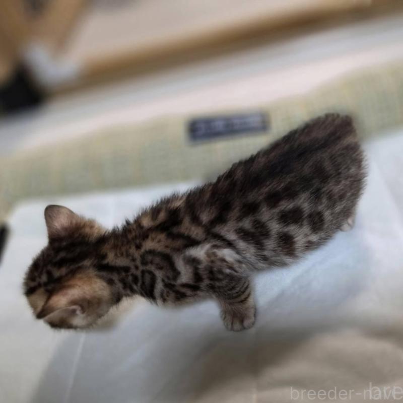 販売中の神奈川県のベンガル-135643の23枚目