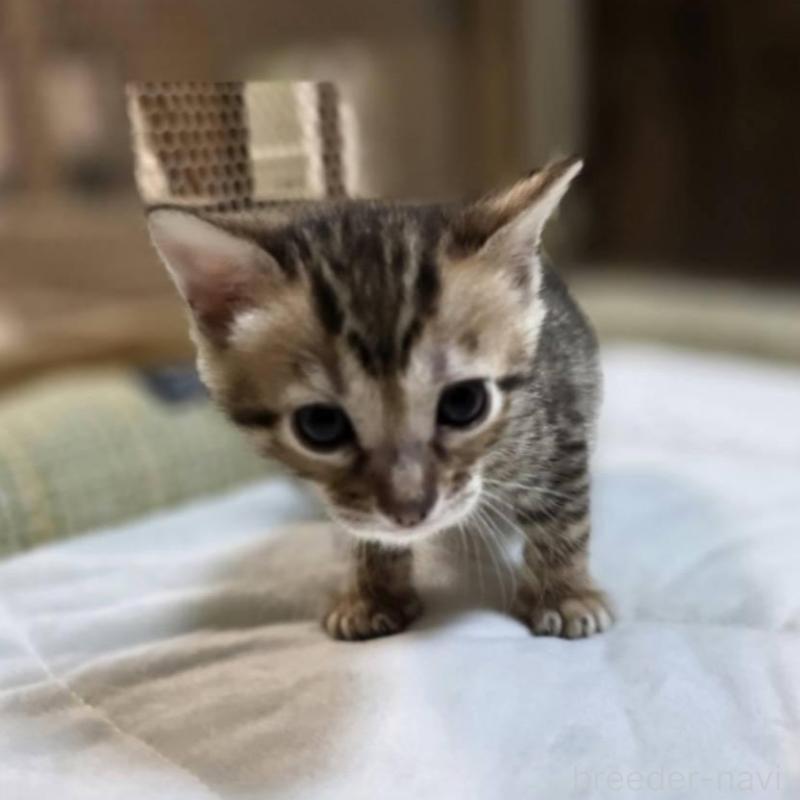 販売中の神奈川県のベンガル-135643の22枚目