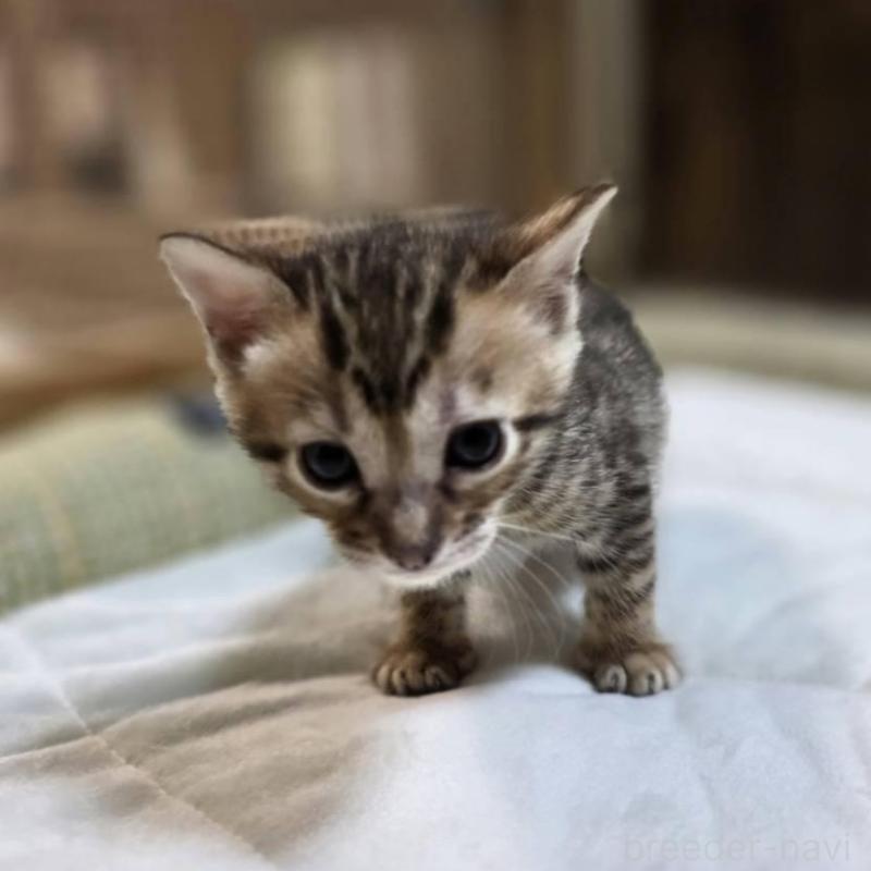 販売中の神奈川県のベンガル-135643の21枚目