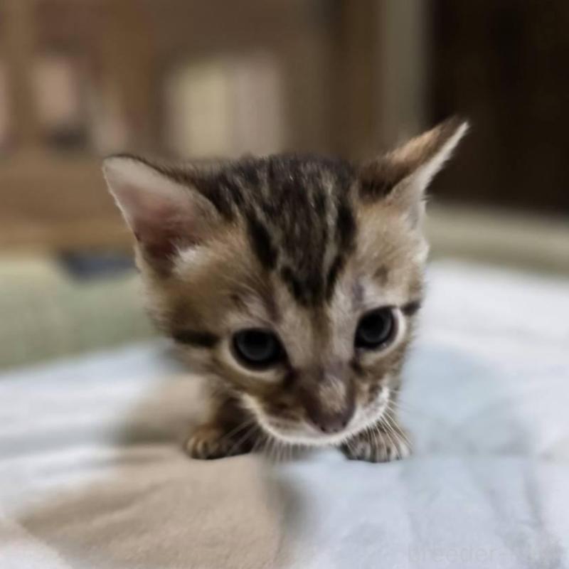 販売中の神奈川県のベンガル-135643の20枚目