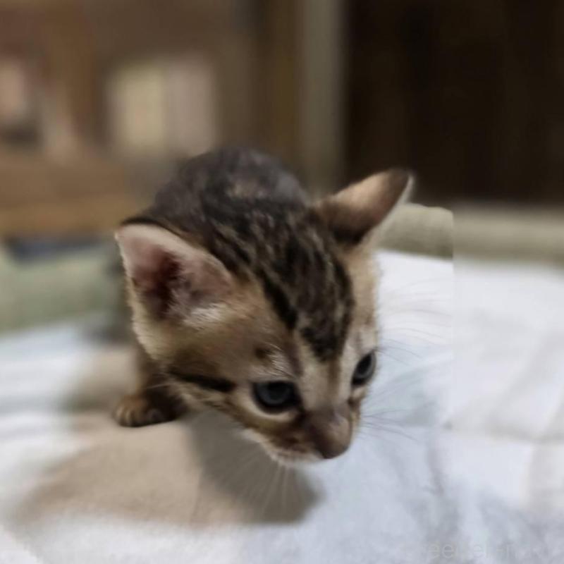 販売中の神奈川県のベンガル-135643の19枚目