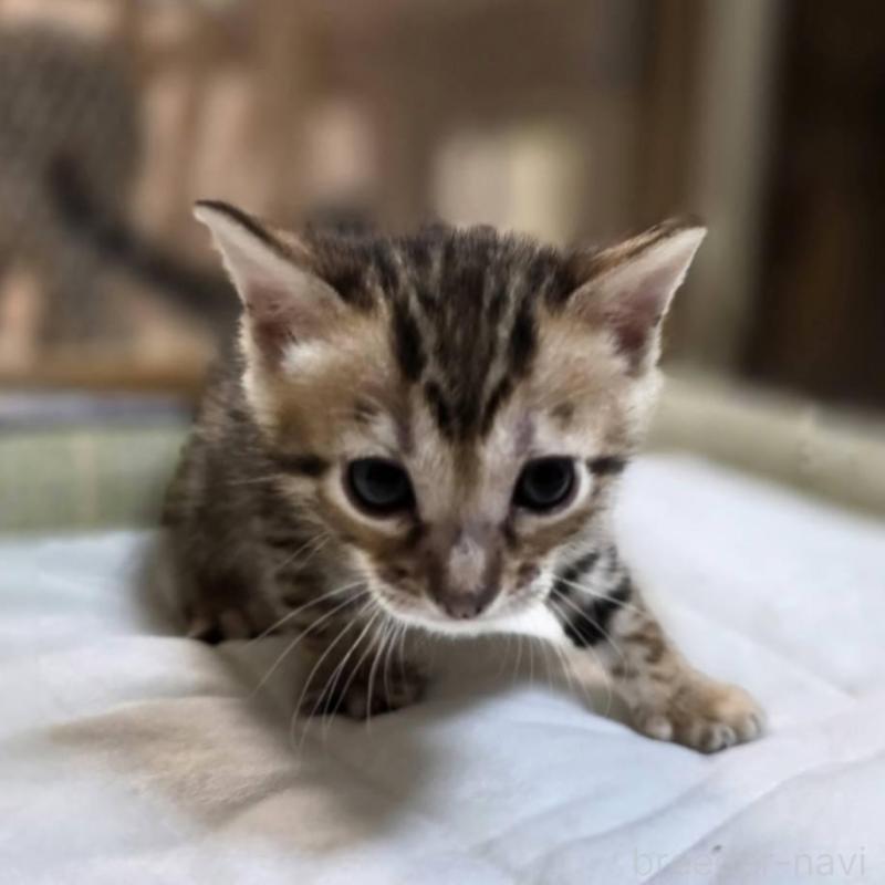 販売中の神奈川県のベンガル-135643の18枚目