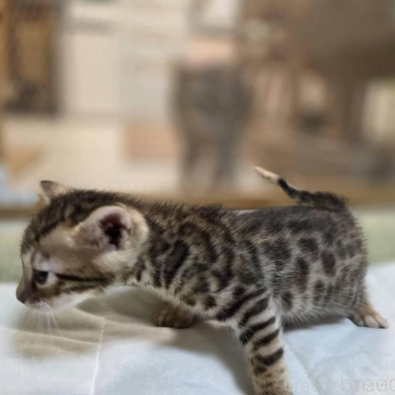 販売中の神奈川県のベンガル-135643の17枚目