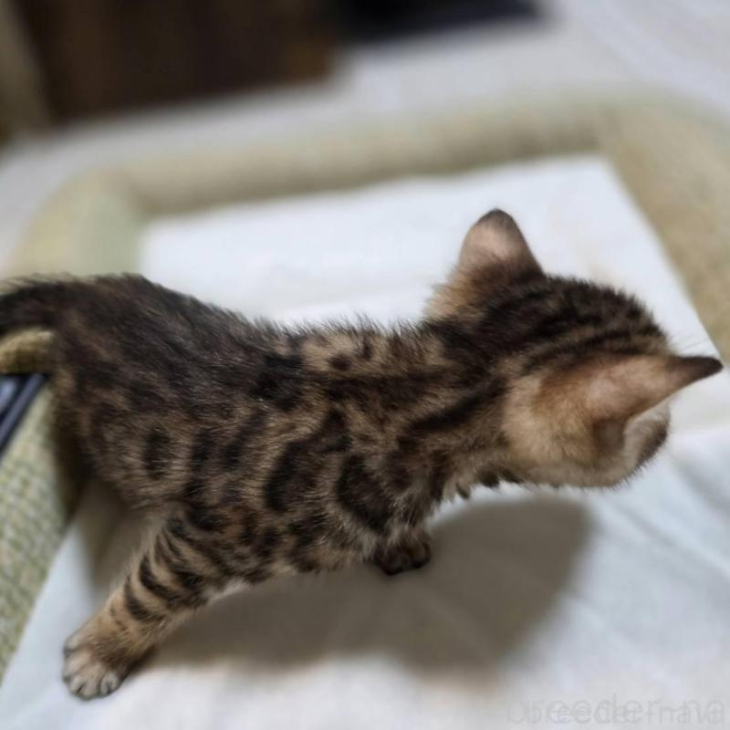 販売中の神奈川県のベンガル-135643の16枚目