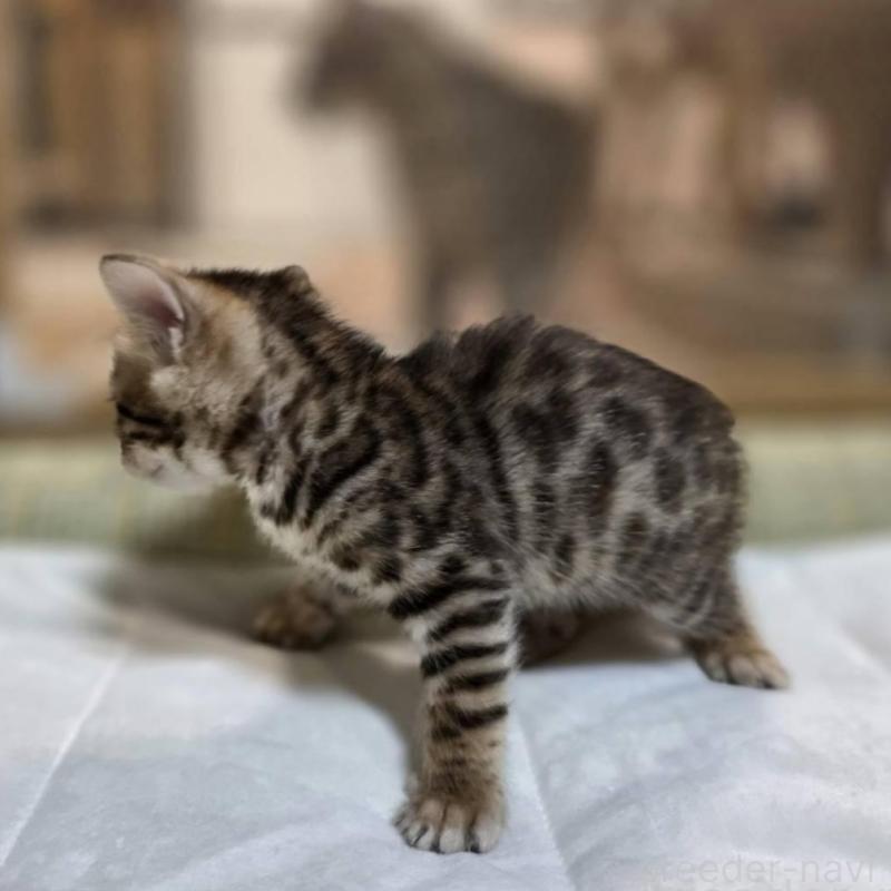 販売中の神奈川県のベンガル-135643の15枚目