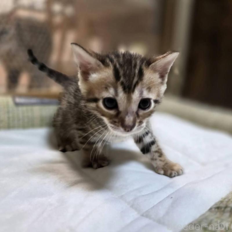 販売中の神奈川県のベンガル-135643の14枚目