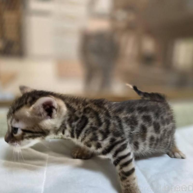 販売中の神奈川県のベンガル-135643の12枚目