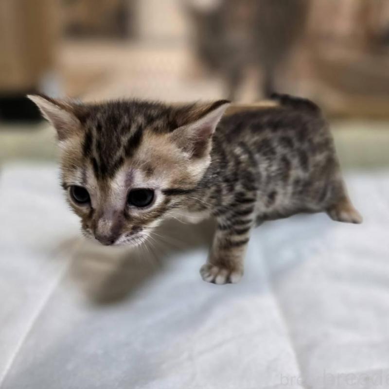 販売中の神奈川県のベンガル-135643の11枚目