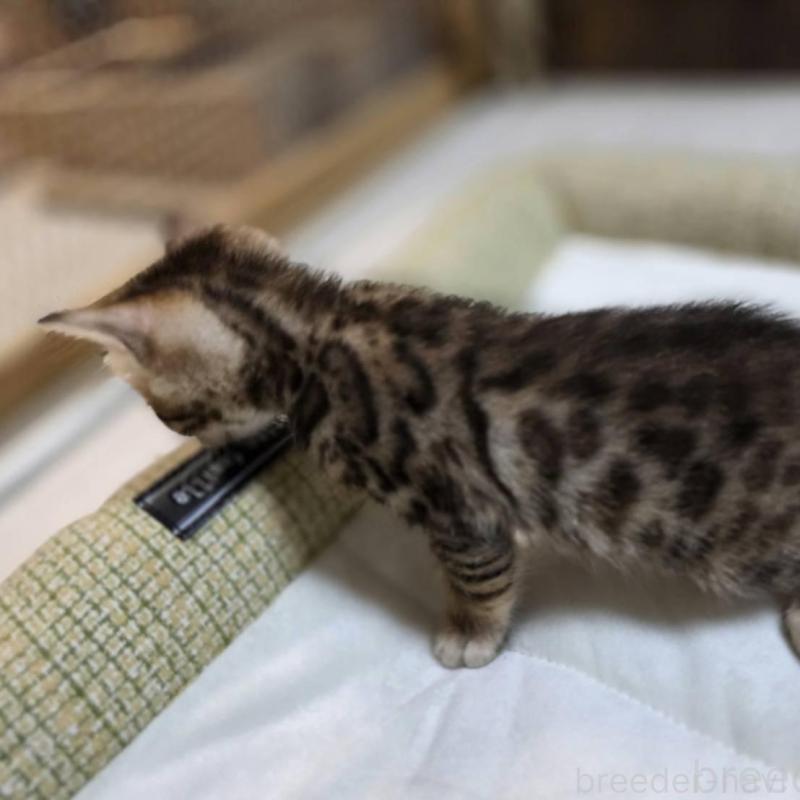 販売中の神奈川県のベンガル-135643の10枚目