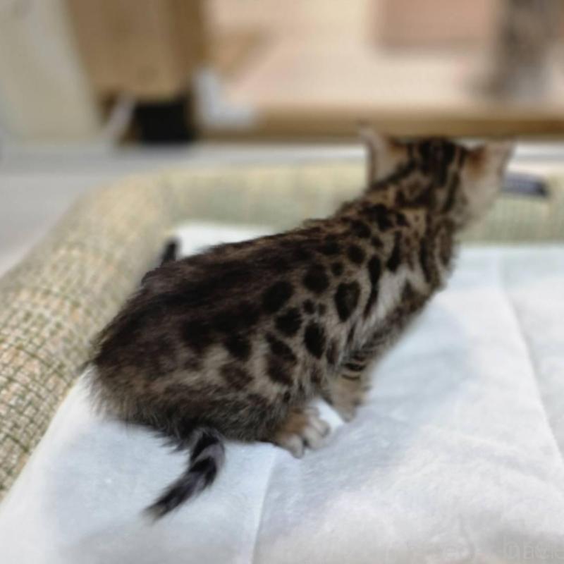 販売中の神奈川県のベンガル-135643の8枚目