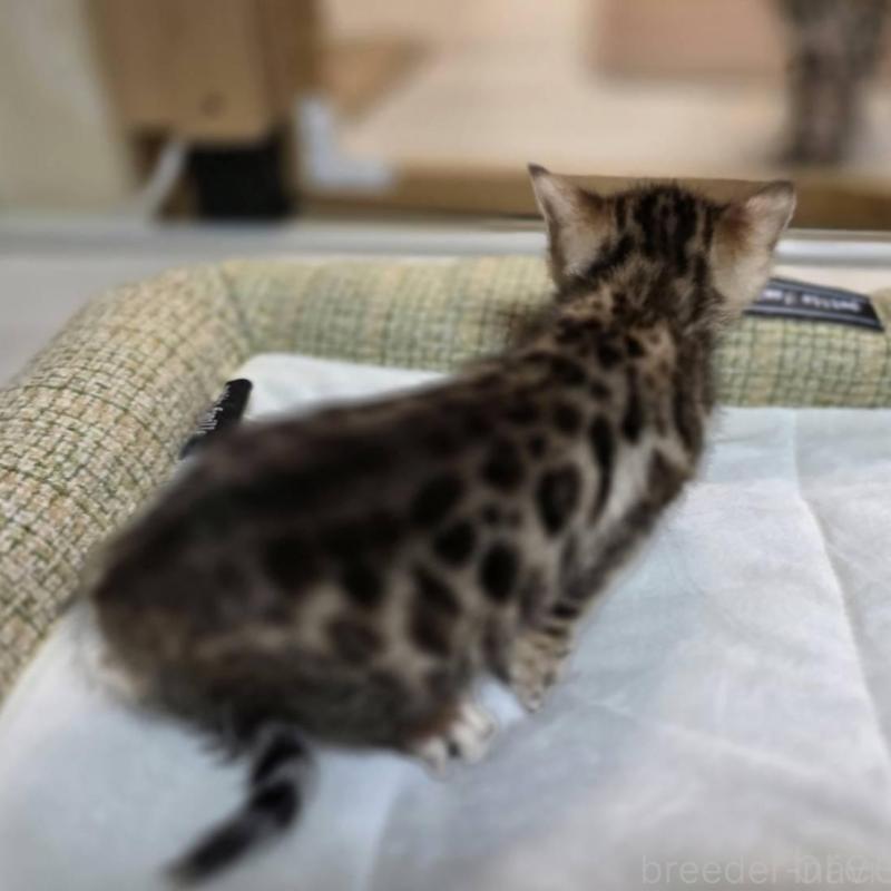 販売中の神奈川県のベンガル-135643の7枚目