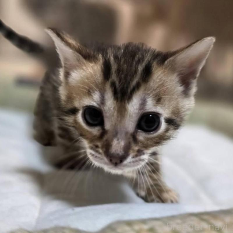 販売中の神奈川県のベンガル-135643の6枚目