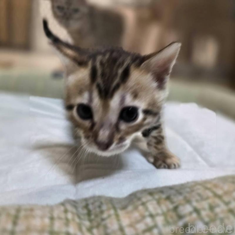 販売中の神奈川県のベンガル-135643の5枚目