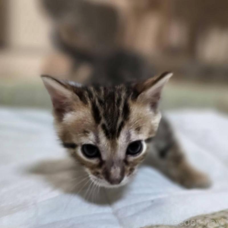 販売中の神奈川県のベンガル-135643の4枚目