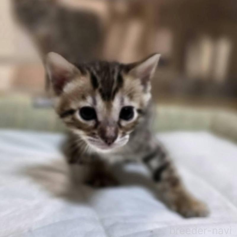 販売中の神奈川県のベンガル-135643の3枚目