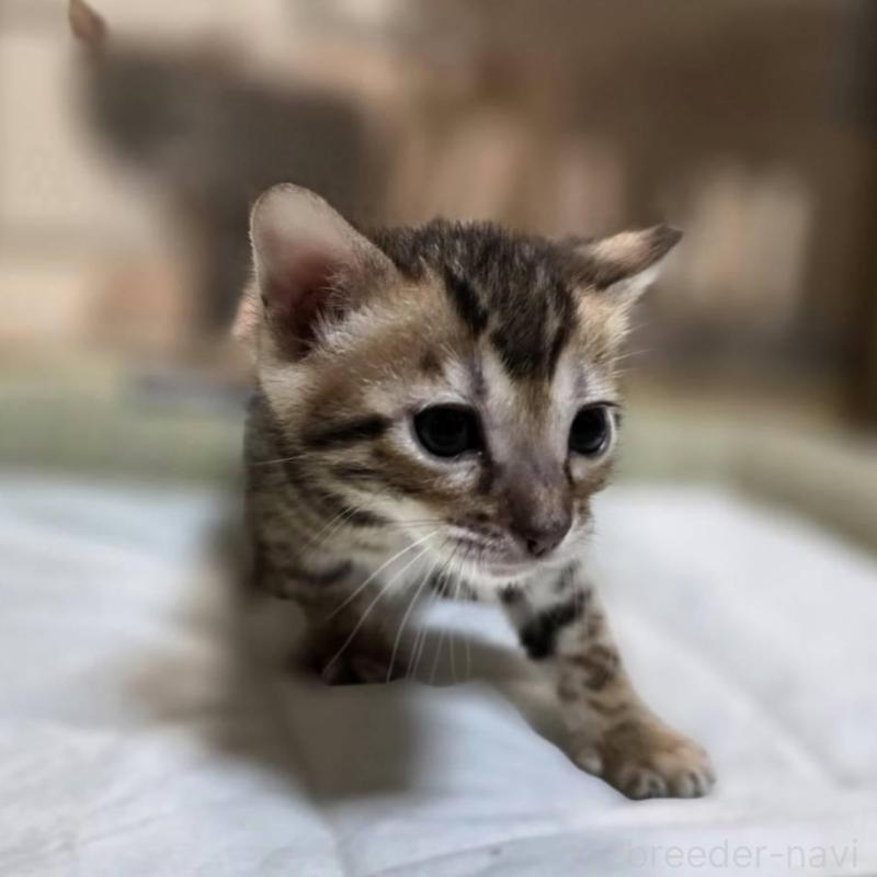 販売中の神奈川県のベンガル-135643の2枚目