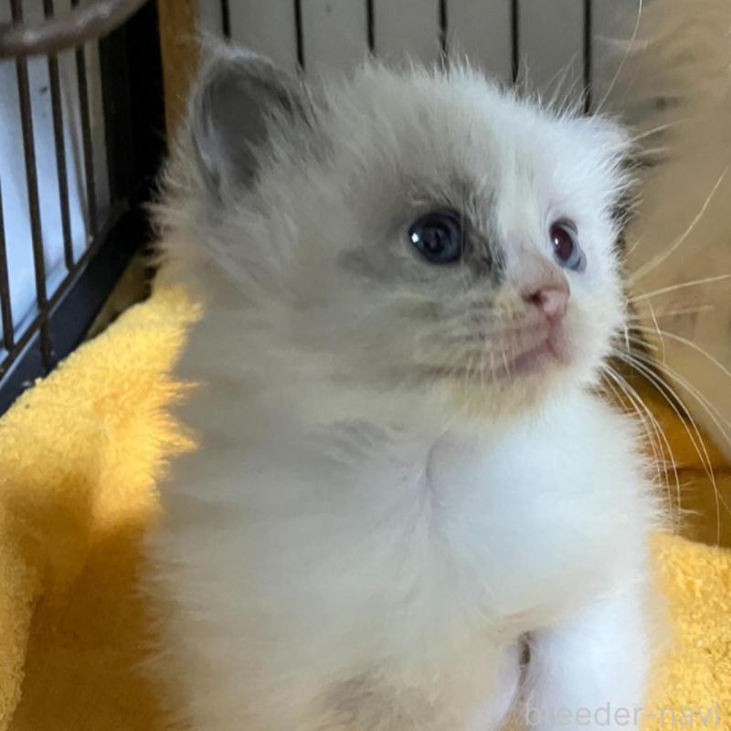 販売中の滋賀県のラグドール-135644の2枚目