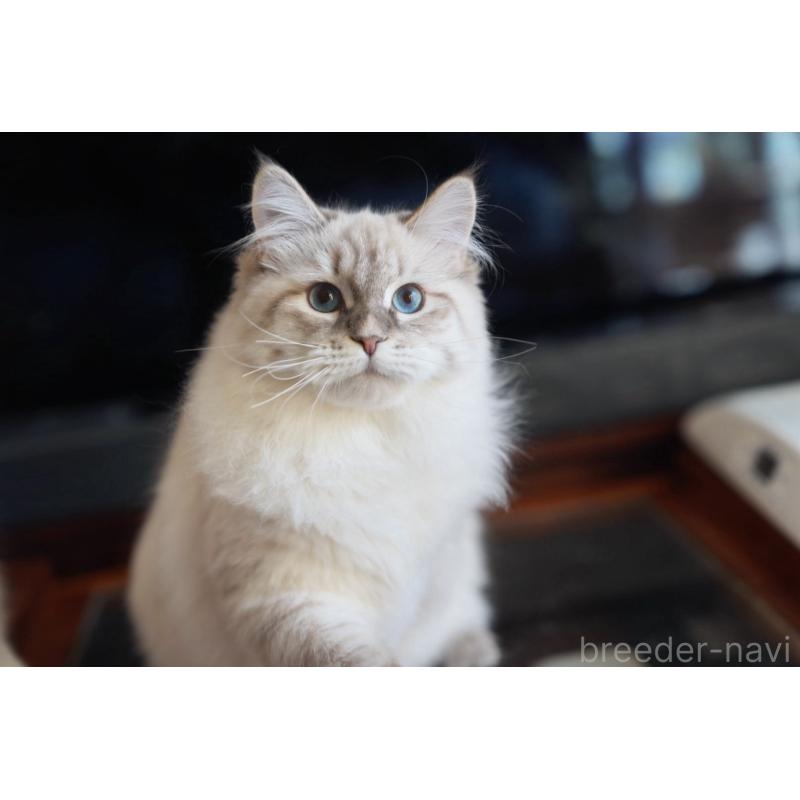 販売中の埼玉県のサイベリアン-135636の5枚目