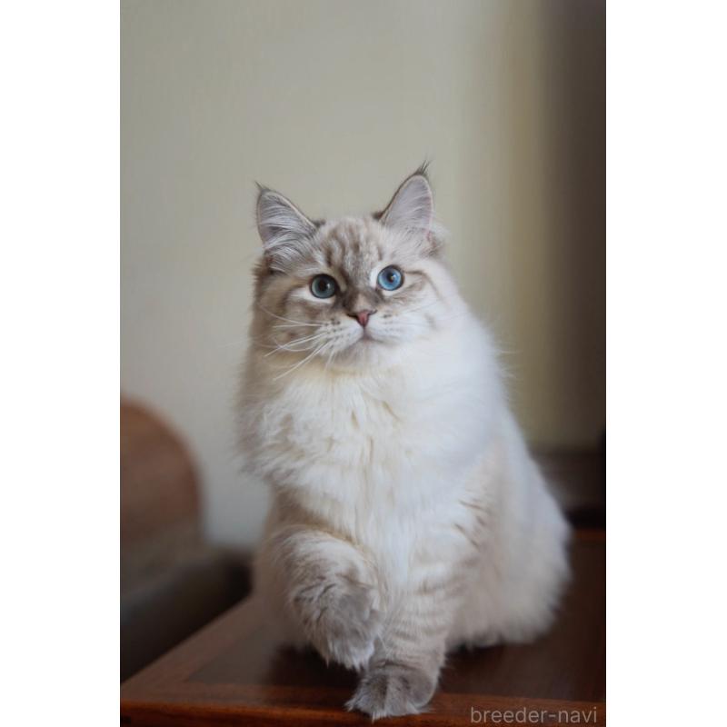 販売中の埼玉県のサイベリアン-135636の4枚目