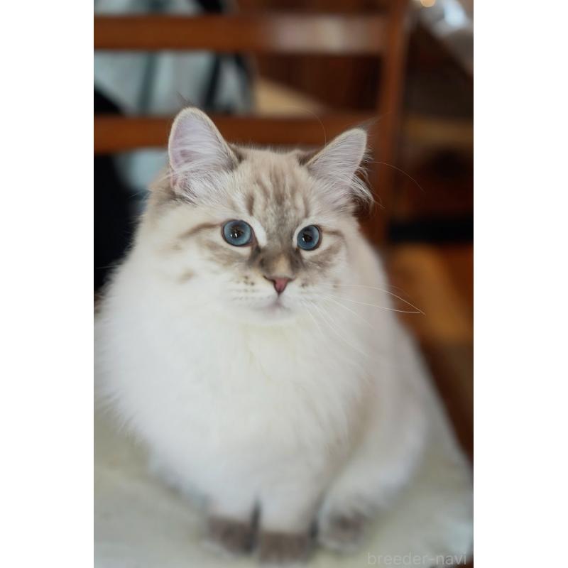 販売中の埼玉県のサイベリアン-135636の3枚目