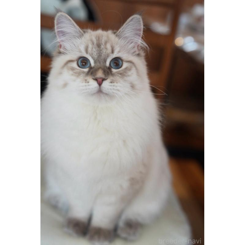 販売中の埼玉県のサイベリアン-135636の2枚目