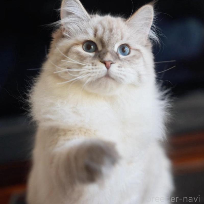 販売中の埼玉県のサイベリアン-135636