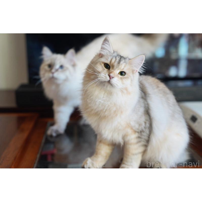 販売中の埼玉県のサイベリアン-135638の3枚目