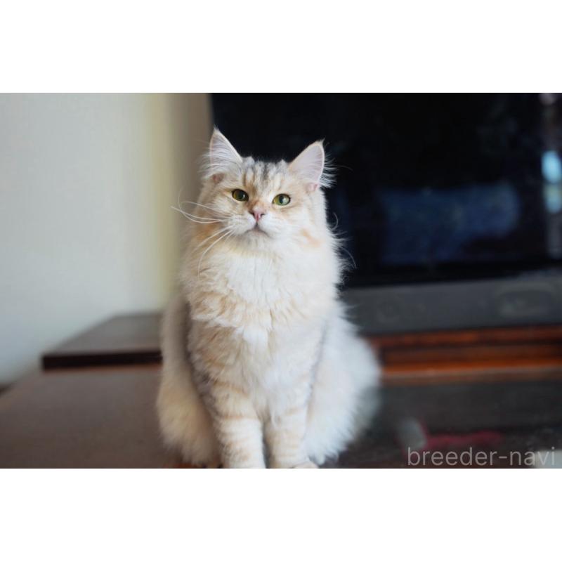 販売中の埼玉県のサイベリアン-135638の2枚目