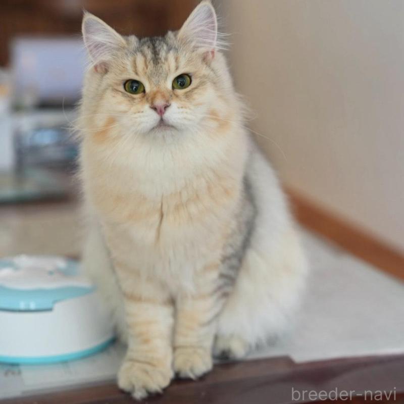 販売中の埼玉県のサイベリアン-135638の1枚目