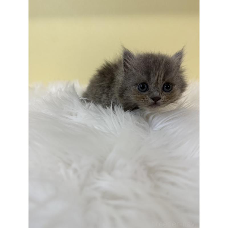 販売中の埼玉県のスコティッシュフォールド-135449の4枚目