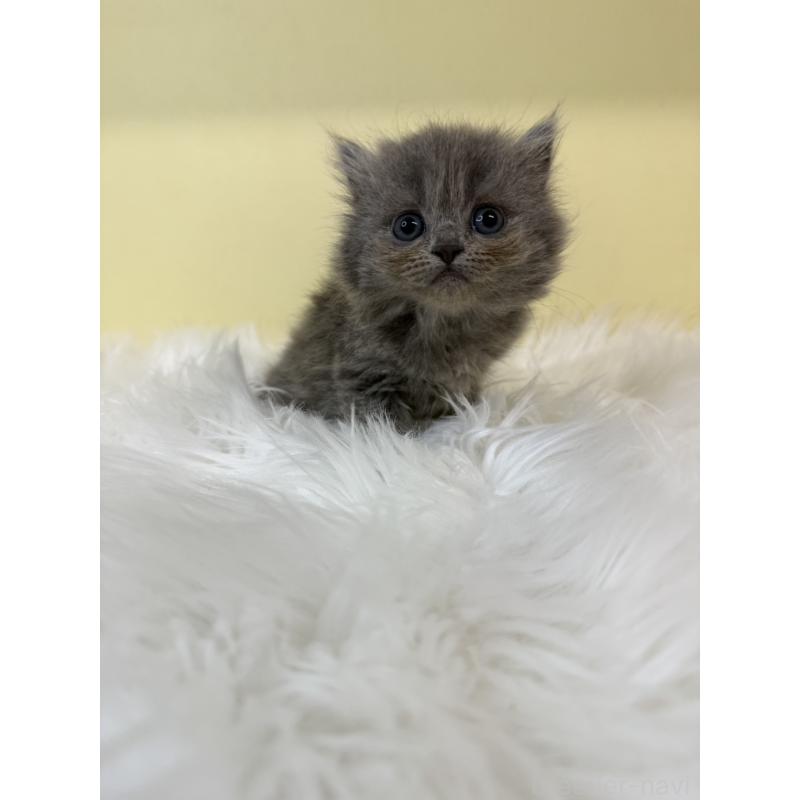 販売中の埼玉県のスコティッシュフォールド-135449の3枚目