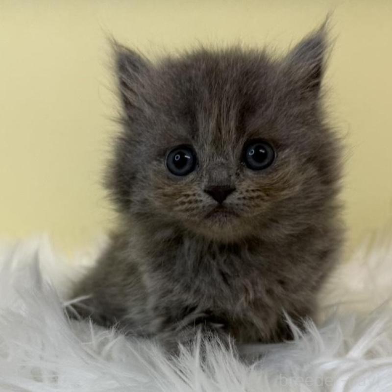 販売中の埼玉県のスコティッシュフォールド-135449の1枚目