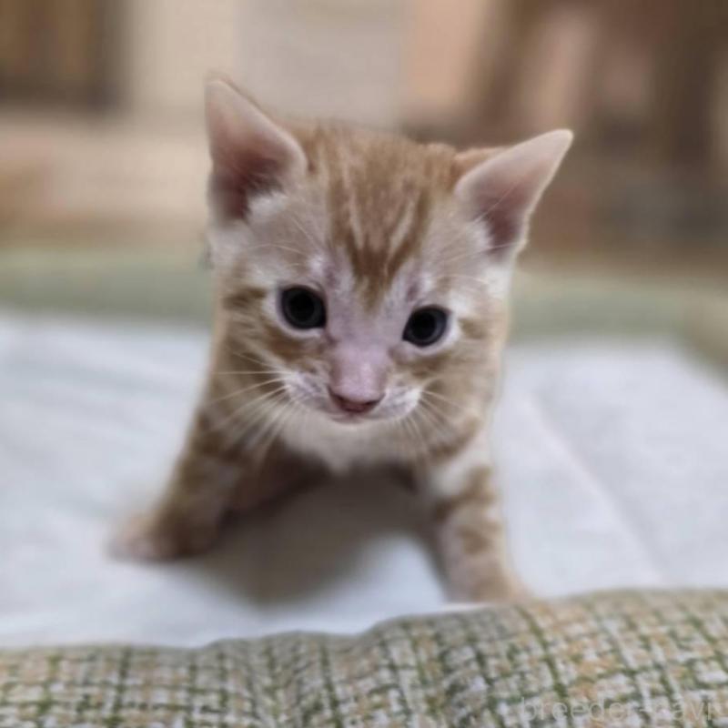 販売中の神奈川県のベンガル-135645の1枚目