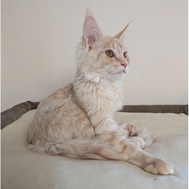 成約済の埼玉県のメインクーン-132283の6枚目