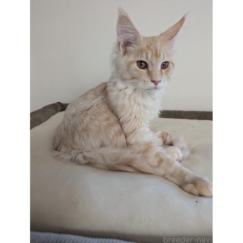 成約済の埼玉県のメインクーン-132283の5枚目