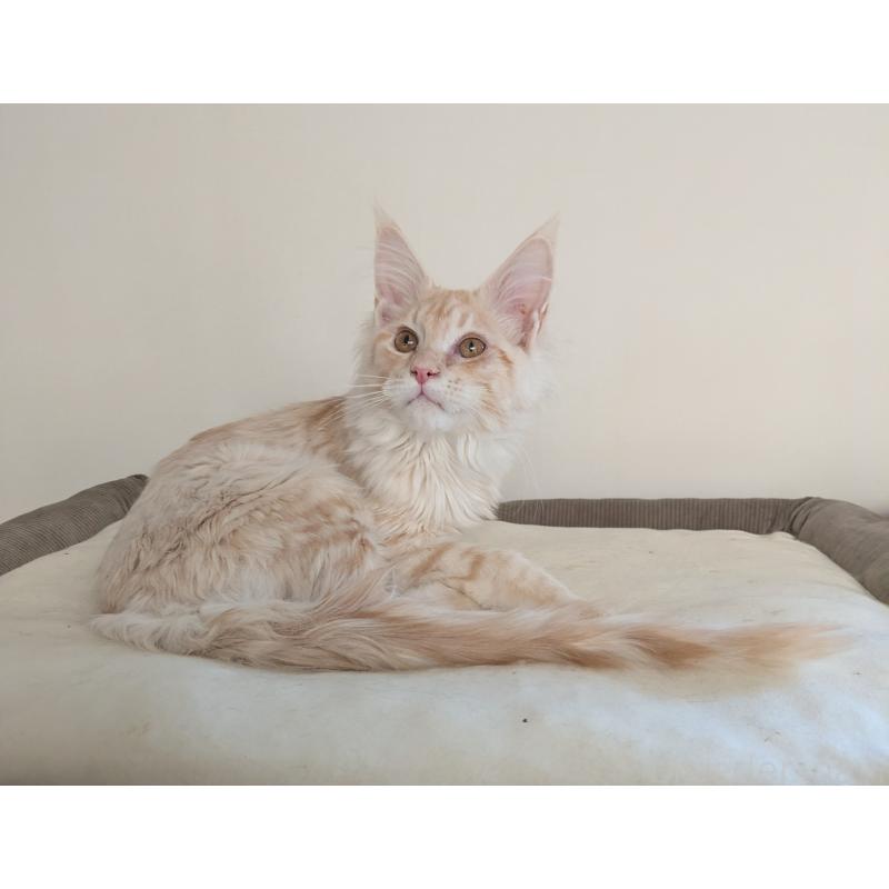 成約済の埼玉県のメインクーン-132283の4枚目