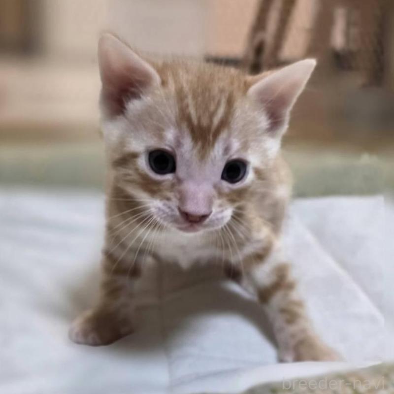 販売中の神奈川県のベンガル-135645の13枚目