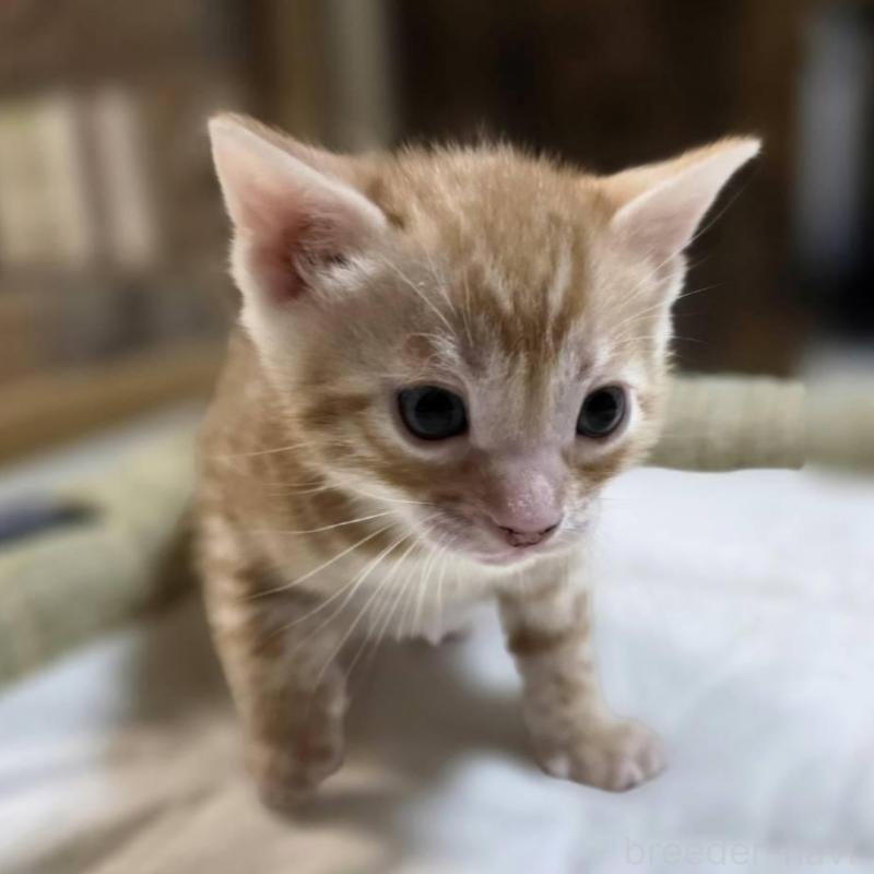 販売中の神奈川県のベンガル-135645の12枚目