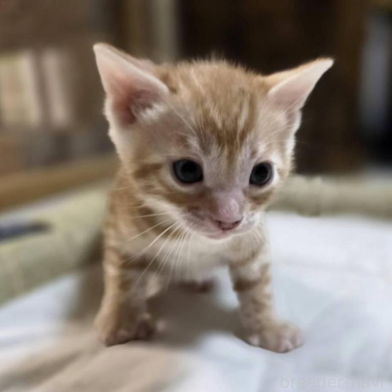 販売中の神奈川県のベンガル-135645の11枚目