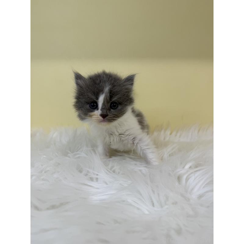 販売中の埼玉県のスコティッシュフォールド-135450の4枚目