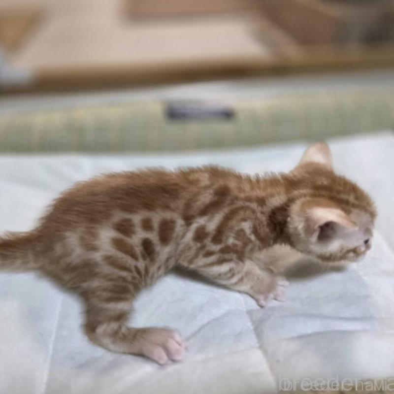 販売中の神奈川県のベンガル-135645の10枚目