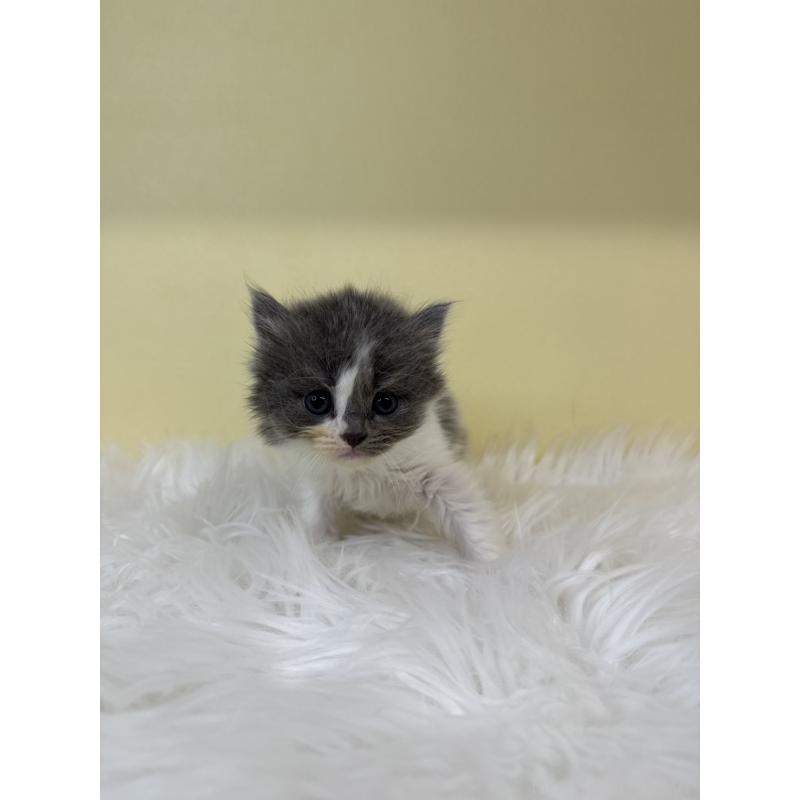 販売中の埼玉県のスコティッシュフォールド-135450の3枚目