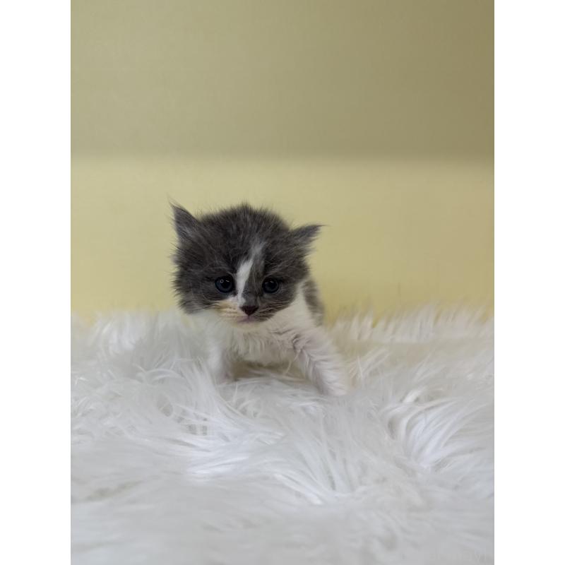 販売中の埼玉県のスコティッシュフォールド-135450の2枚目