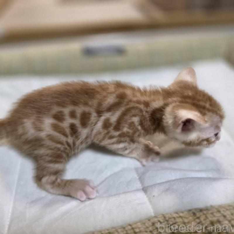 販売中の神奈川県のベンガル-135645の9枚目