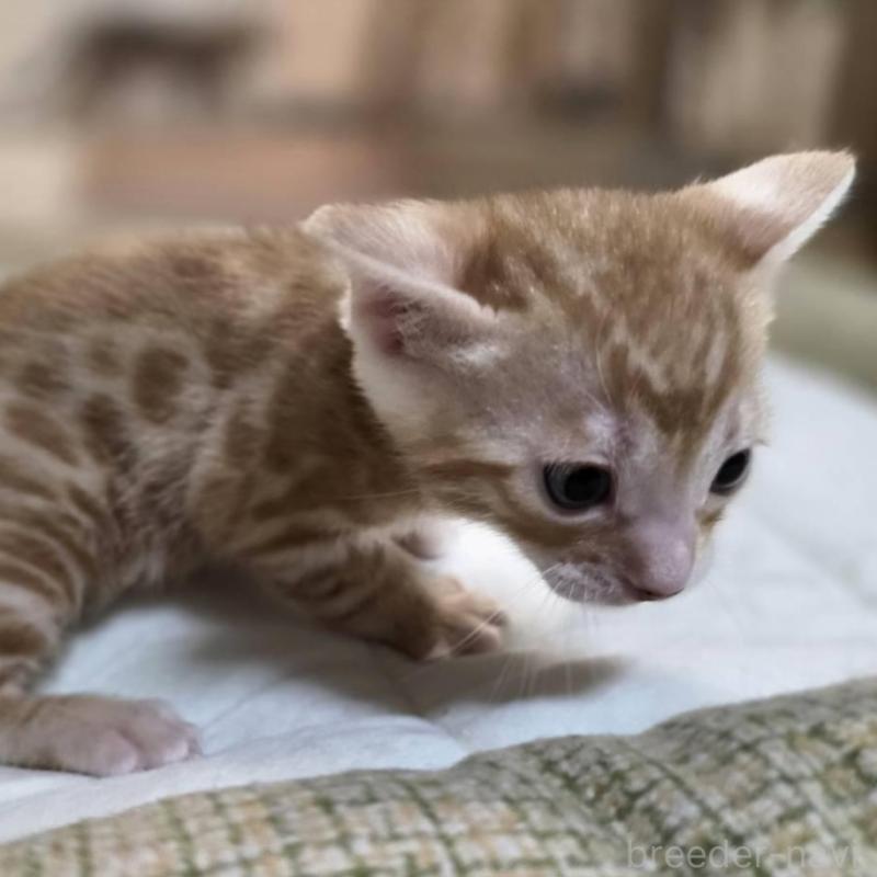 販売中の神奈川県のベンガル-135645の8枚目