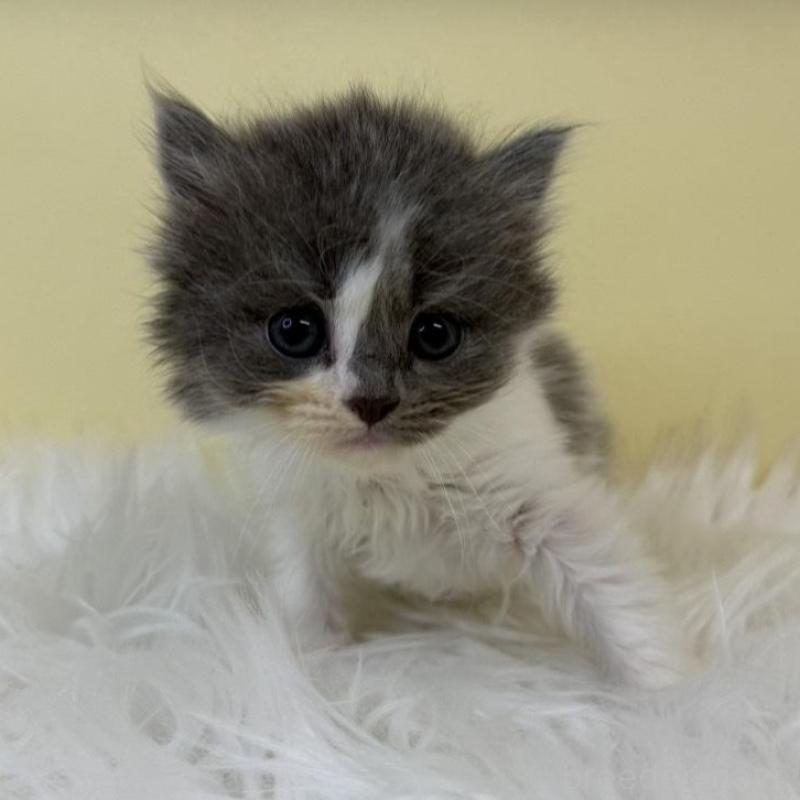 販売中の埼玉県のスコティッシュフォールド-135450の1枚目