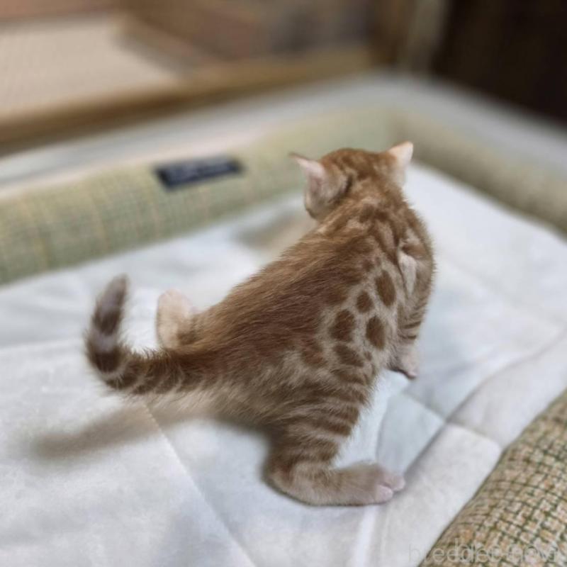 販売中の神奈川県のベンガル-135645の7枚目