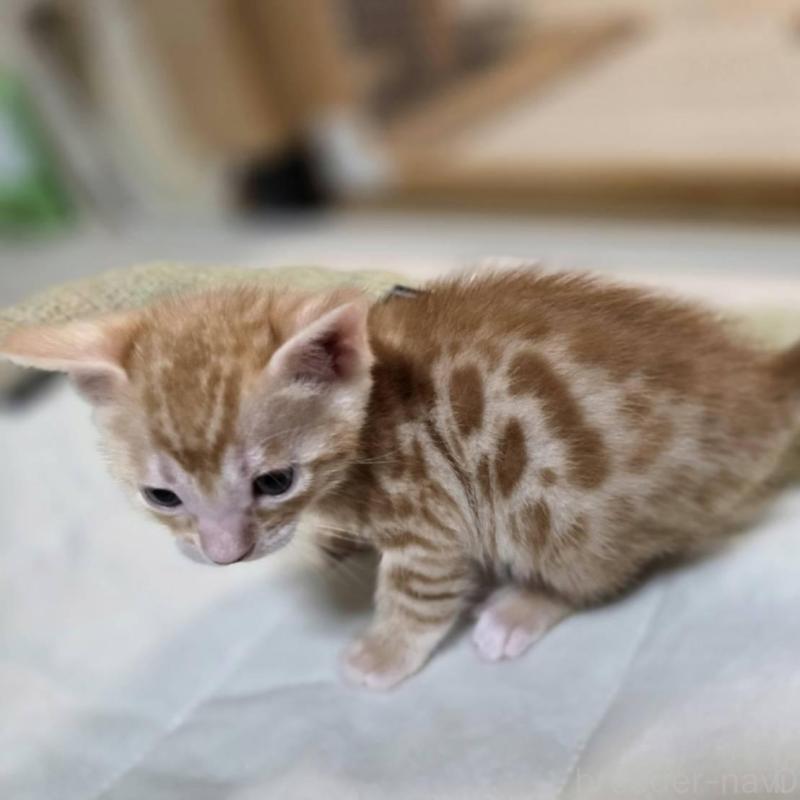 販売中の神奈川県のベンガル-135645の5枚目