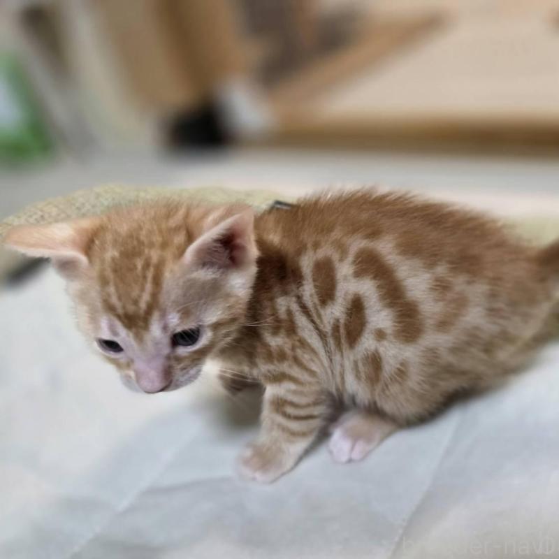 販売中の神奈川県のベンガル-135645の4枚目